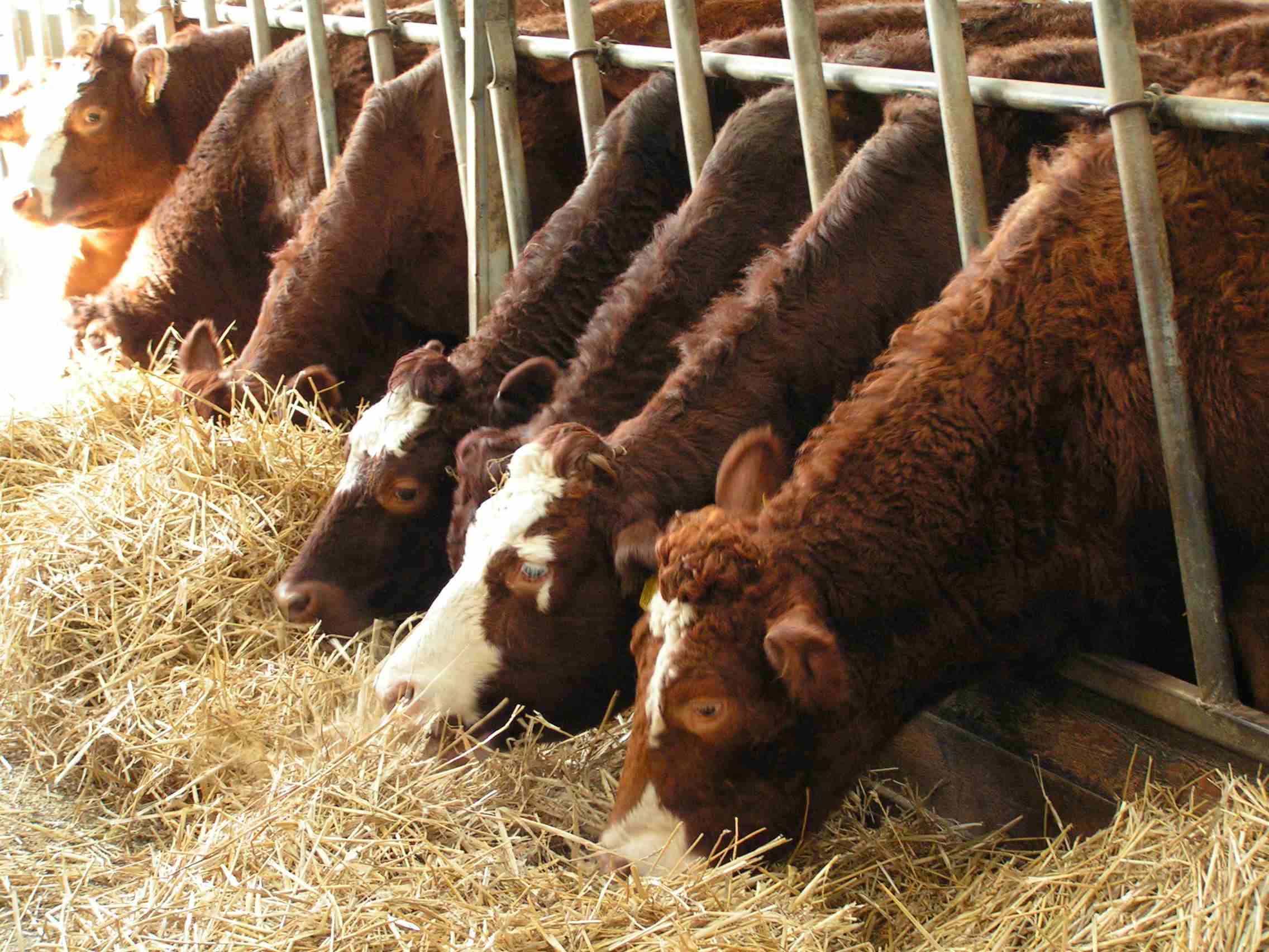 a group of cows eating hay